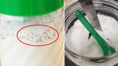 when-ants-crawl-into-the-sugar-jar,-don’t-throw-it-away