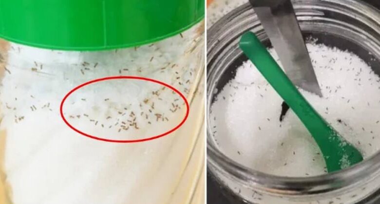 when-ants-crawl-into-the-sugar-jar,-don’t-throw-it-away