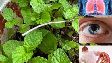 the-hidden-wonders-of-mint-leaves:-properties,-benefits,-and-usage