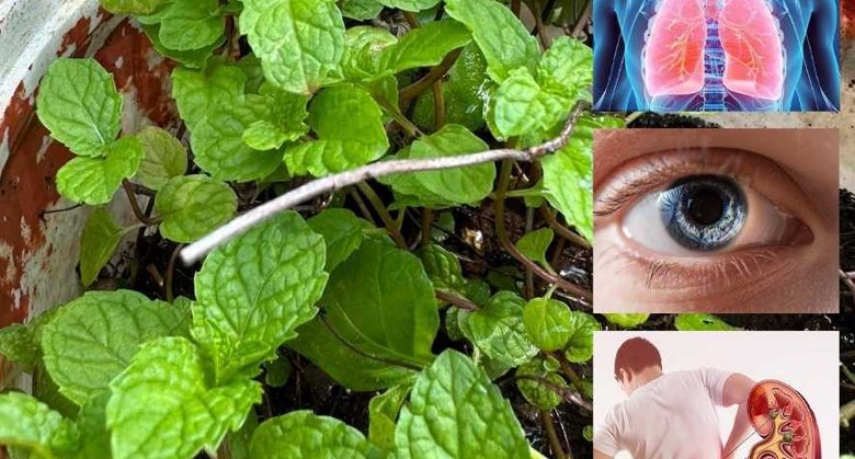 the-hidden-wonders-of-mint-leaves:-properties,-benefits,-and-usage