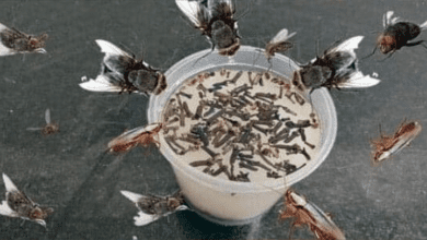 natural-methods-to-keep-insects-away-from-your-kitchen