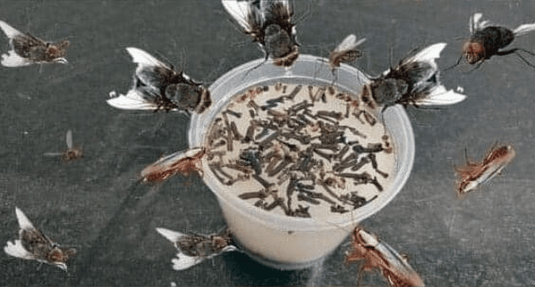 natural-methods-to-keep-insects-away-from-your-kitchen