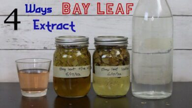 bay-leaf-oil:-nature’s-remedy-for-pain-free-muscles-and-healthy-joints