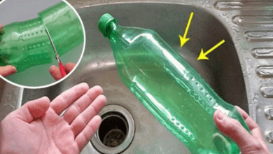 cut-the-plastic-bottle-in-half-and-place-it-in-the-sink