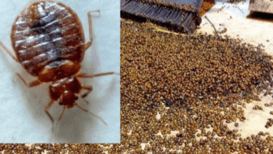 the-housewife’s-secret-to-eliminating-bed-bugs-from-your-home