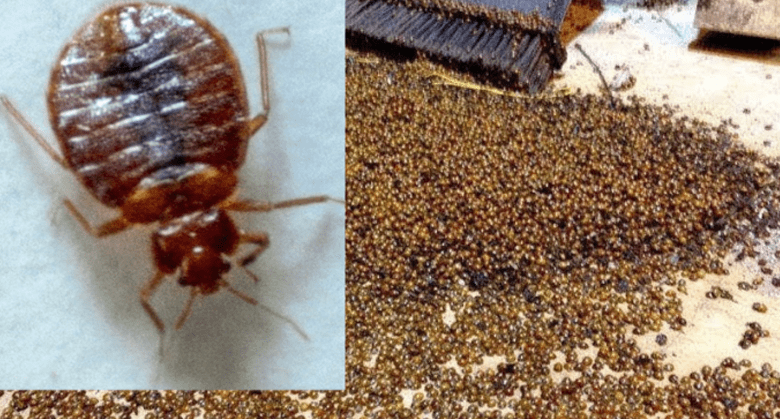 the-housewife’s-secret-to-eliminating-bed-bugs-from-your-home