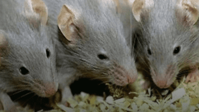 here-are-3-simple-ways-to-keep-mice-out-of-your-home