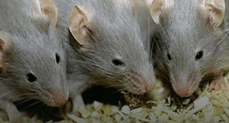 here-are-3-simple-ways-to-keep-mice-out-of-your-home