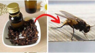 the-world’s-best-fly-and-mosquito-repellent:-cloves!-use-this-easy-trick-to-keep-your-home-bug-free!