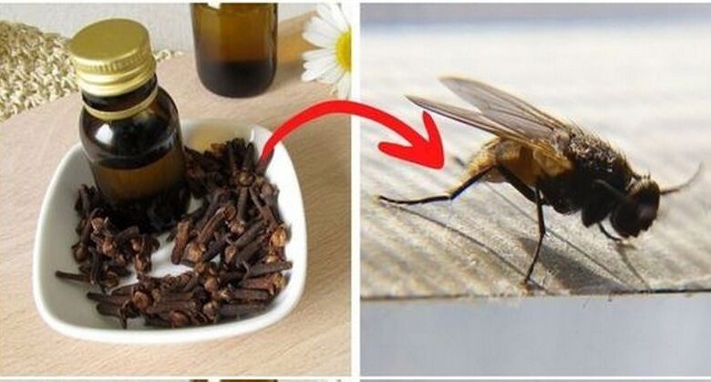 the-world’s-best-fly-and-mosquito-repellent:-cloves!-use-this-easy-trick-to-keep-your-home-bug-free!