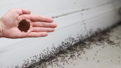 get-rid-of-ants-fast-with-the-most-effective-homemade-insecticide:-ground-cloves!