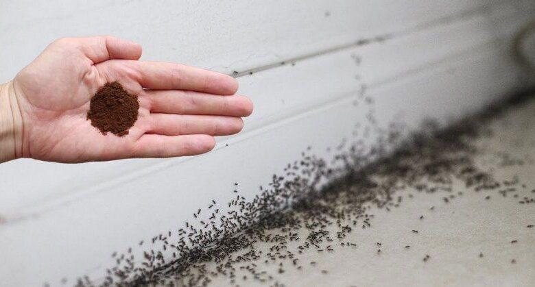 get-rid-of-ants-fast-with-the-most-effective-homemade-insecticide:-ground-cloves!