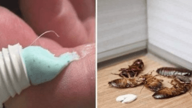 say-goodbye-to-pests:-the-all-natural-remedy-to-keep-flies,-mosquitoes,-and-cockroaches-away