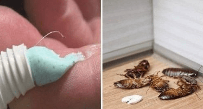 say-goodbye-to-pests:-the-all-natural-remedy-to-keep-flies,-mosquitoes,-and-cockroaches-away