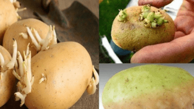 tips-to-keep-potatoes-fresh-and-prevent-sprouting