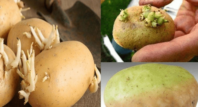 tips-to-keep-potatoes-fresh-and-prevent-sprouting