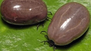 many-people-throw-away-ticks-after-removal-in-the-toilet