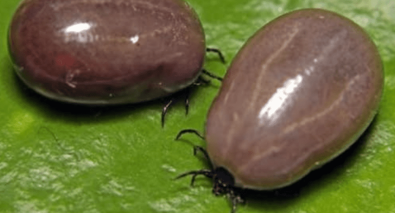 many-people-throw-away-ticks-after-removal-in-the-toilet