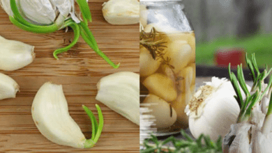 don’t-throw-away-sprouted-garlic.-it-is-a-valuable-medicine