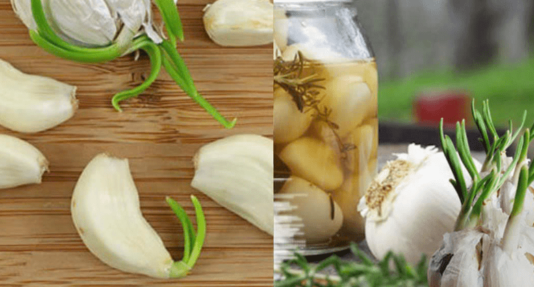 don’t-throw-away-sprouted-garlic.-it-is-a-valuable-medicine