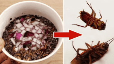 put-it-in-the-corner:-no-more-cockroaches-and-ants!-(natural-and-effective)-