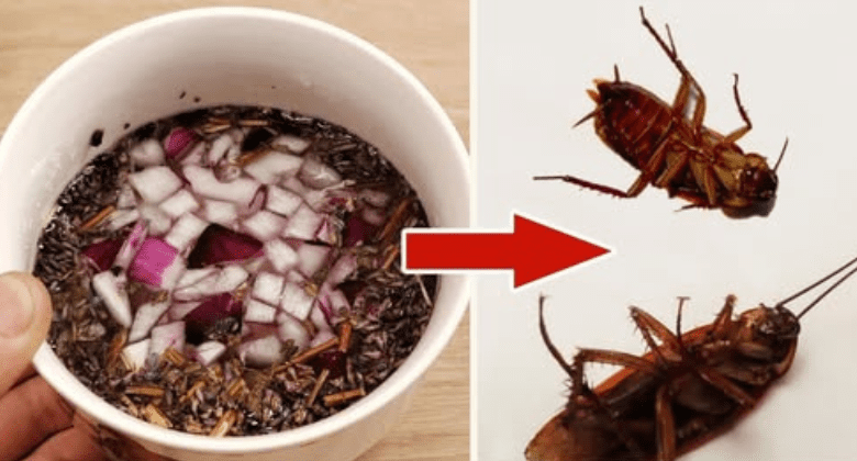 put-it-in-the-corner:-no-more-cockroaches-and-ants!-(natural-and-effective)-