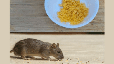 natural-pest-repellent:-two-ingredient-solution-to-keep-mice-and-cockroaches-away