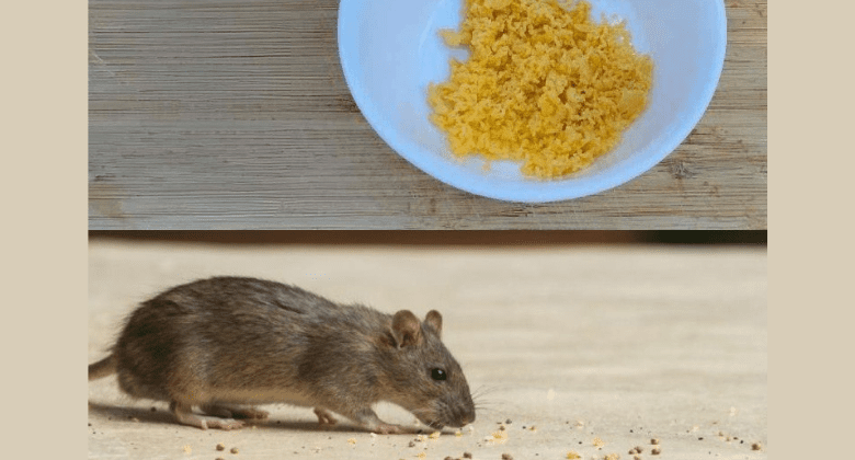 natural-pest-repellent:-two-ingredient-solution-to-keep-mice-and-cockroaches-away