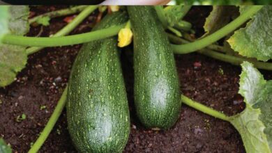 the-zucchini-wonde.r:-a-delicious-way-to-support-your-blood-sugar!