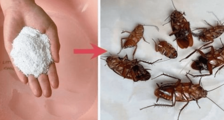 beyond-the-bottle:-natural-solutions-to-send-cockroaches-packing!