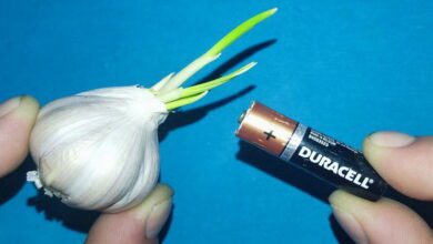 just-use-garlic,-and-your-old-batteries-can-be-reused!-don’t-need-to-buy-new-batteries-again!