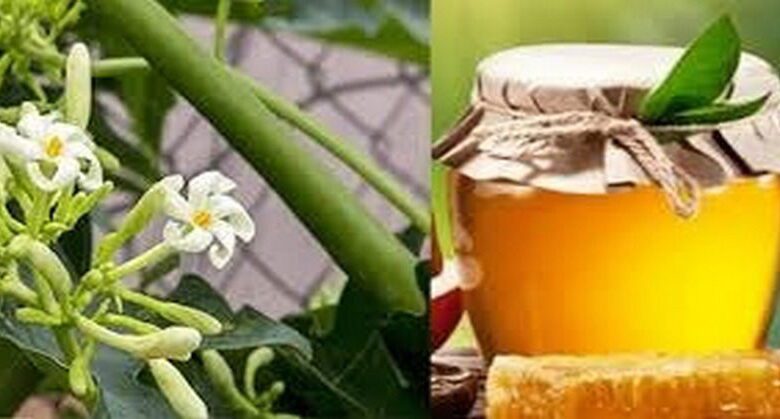 prepare-papaya-flowers-soaked-in-honey-for-your-family’s-health-this-winter