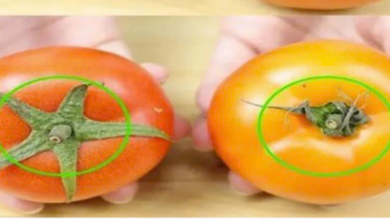 the-way-to-distinguish-naturally-ripened-tomatoes