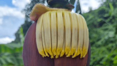 12-amazing-benefits-of-banana-flower-for-those-who-often-struggle-with-common-illnesses