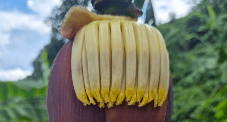 12-amazing-benefits-of-banana-flower-for-those-who-often-struggle-with-common-illnesses