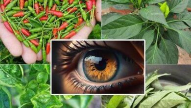 discover-the-untapped-potential-of-chili-pepper-leaves:-benefits-and-uses