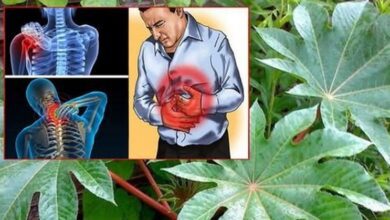 everything-you-need-to-know-about-the-healin.g-properties-of-castor-leaves