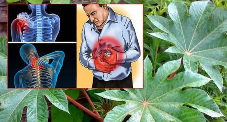 everything-you-need-to-know-about-the-healin.g-properties-of-castor-leaves