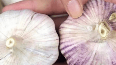 should-i-buy-white-garlic-or-purple-garlic?