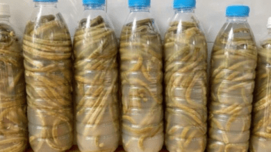 banana-peels:-put-them-in-a-bottle-and-discover-their-incredible-uses!