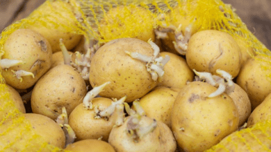 this-amazing-trick-stops-your-potatoes-from-sprouting