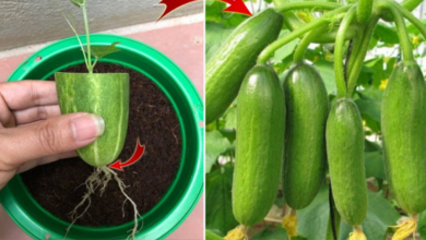 surprising-and-effective-ways-to-propagate-cucumbers