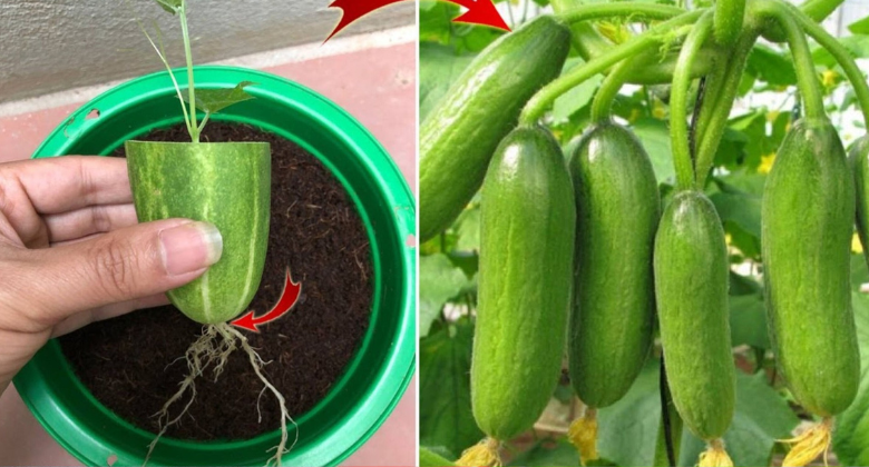 surprising-and-effective-ways-to-propagate-cucumbers