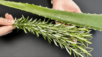 unlock-the-detoxifying-power-of-aloe-vera-and-rosemary