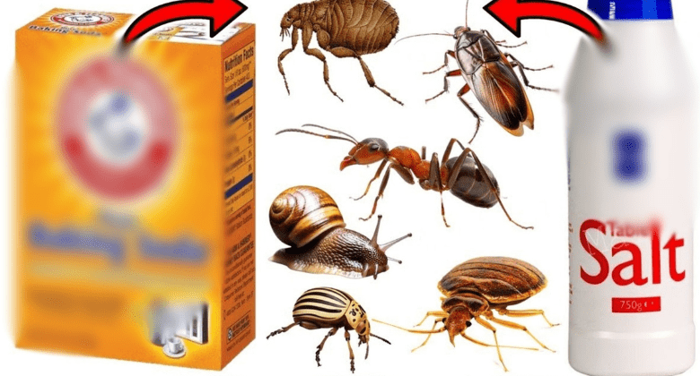 ultimate-pest-control:-baking-soda-&-salt-solution-for-fleas,-bedbugs,-ants,-cockroaches,-slugs,-and-more!-?