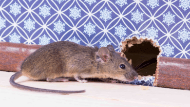 how-to-get-rid-of-a-mouse-in-a-wall