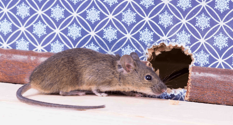 how-to-get-rid-of-a-mouse-in-a-wall