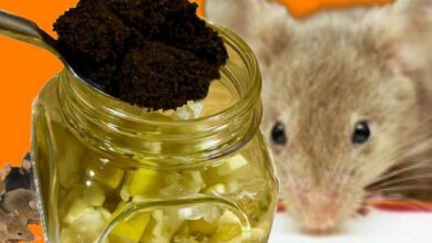 keep-mice-and-rats-away-with-garlic-and-vinegar:-a-simple,-natural-repellent