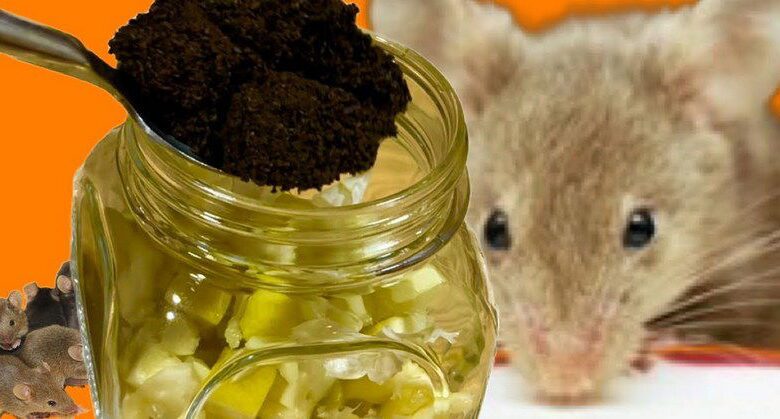 keep-mice-and-rats-away-with-garlic-and-vinegar:-a-simple,-natural-repellent