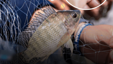 why-nobody-should-be-eating-tilapia-anymore